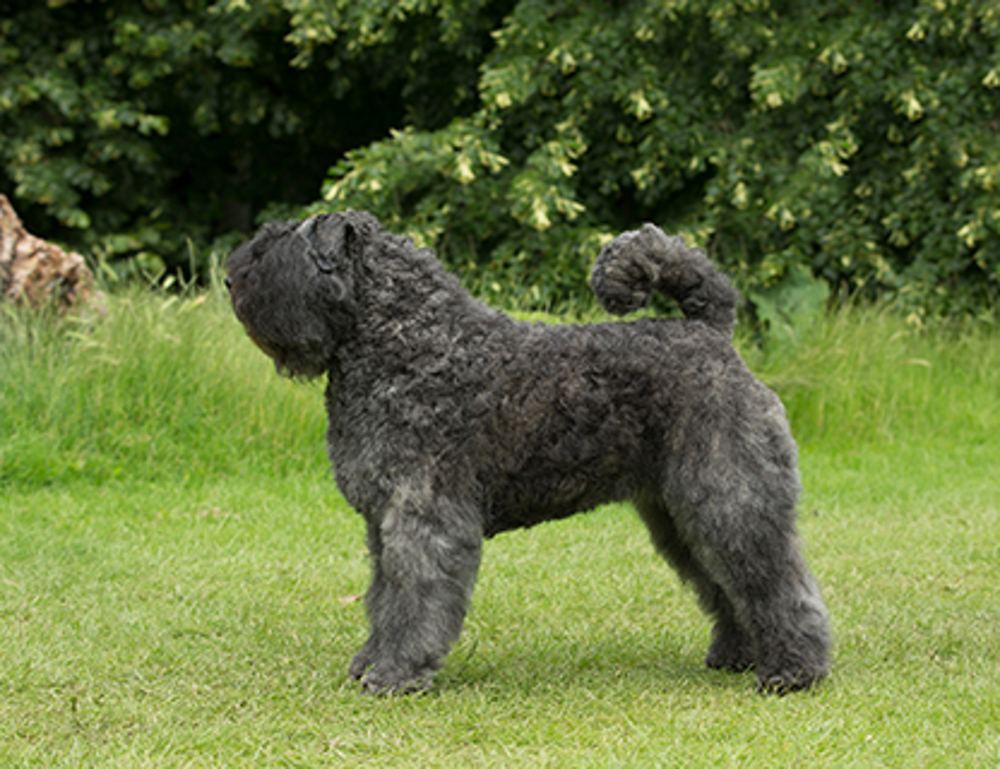Bouvier des Ardennes